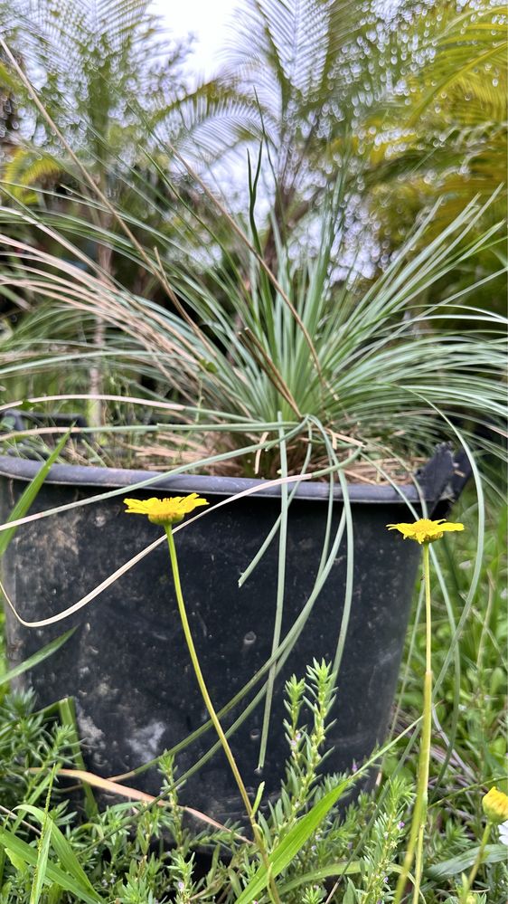 Xanthorrhoea glauca