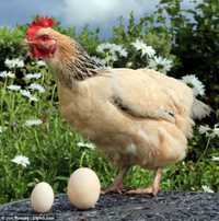 Яйця інкубаційні різних порід курей