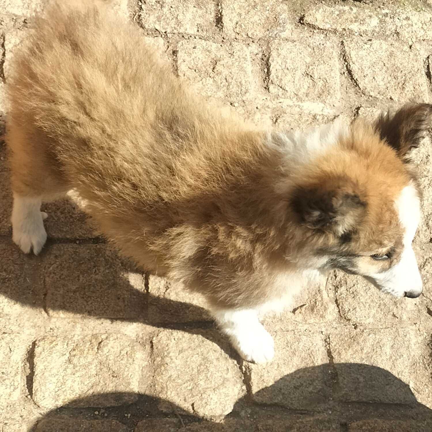 Border collie fêmea