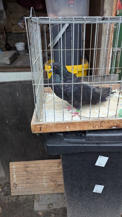 Garlacze Staroniemieckie, gołębie, Garłacze