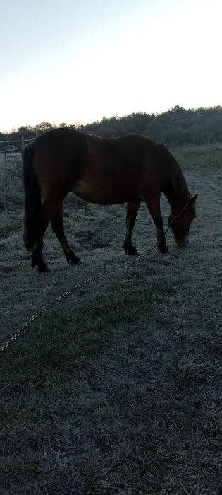 Продається кобила!