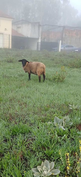 Borrego Suffolk Puro