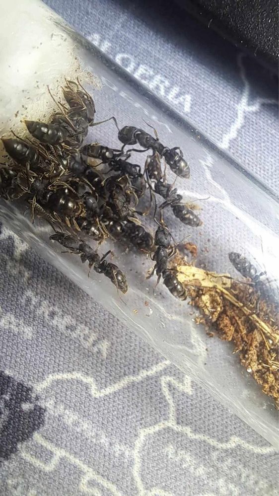 Mrówki Ectomomyrmex zhengi