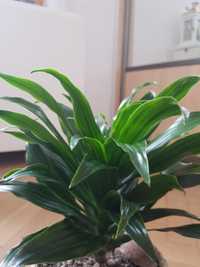 Dracena Compacta