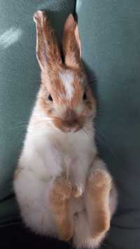 Miniaturka królika