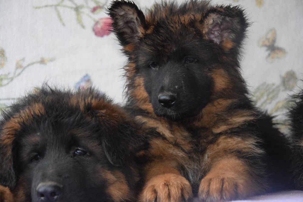 Owczarek niemiecki długowłosy suczka FCI