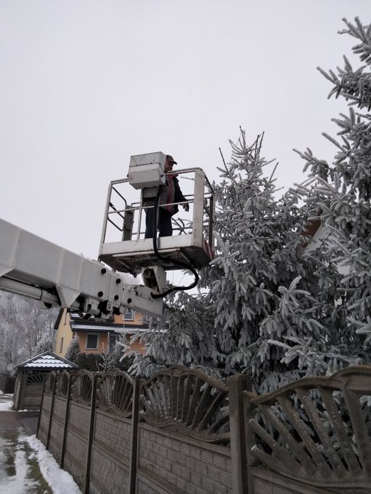 Wycinka i pielęgnacja drzew