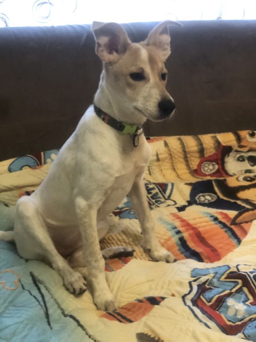 Отдам собаку девочку в хорошие руки. 6 месяцев. Добрая, игривая.