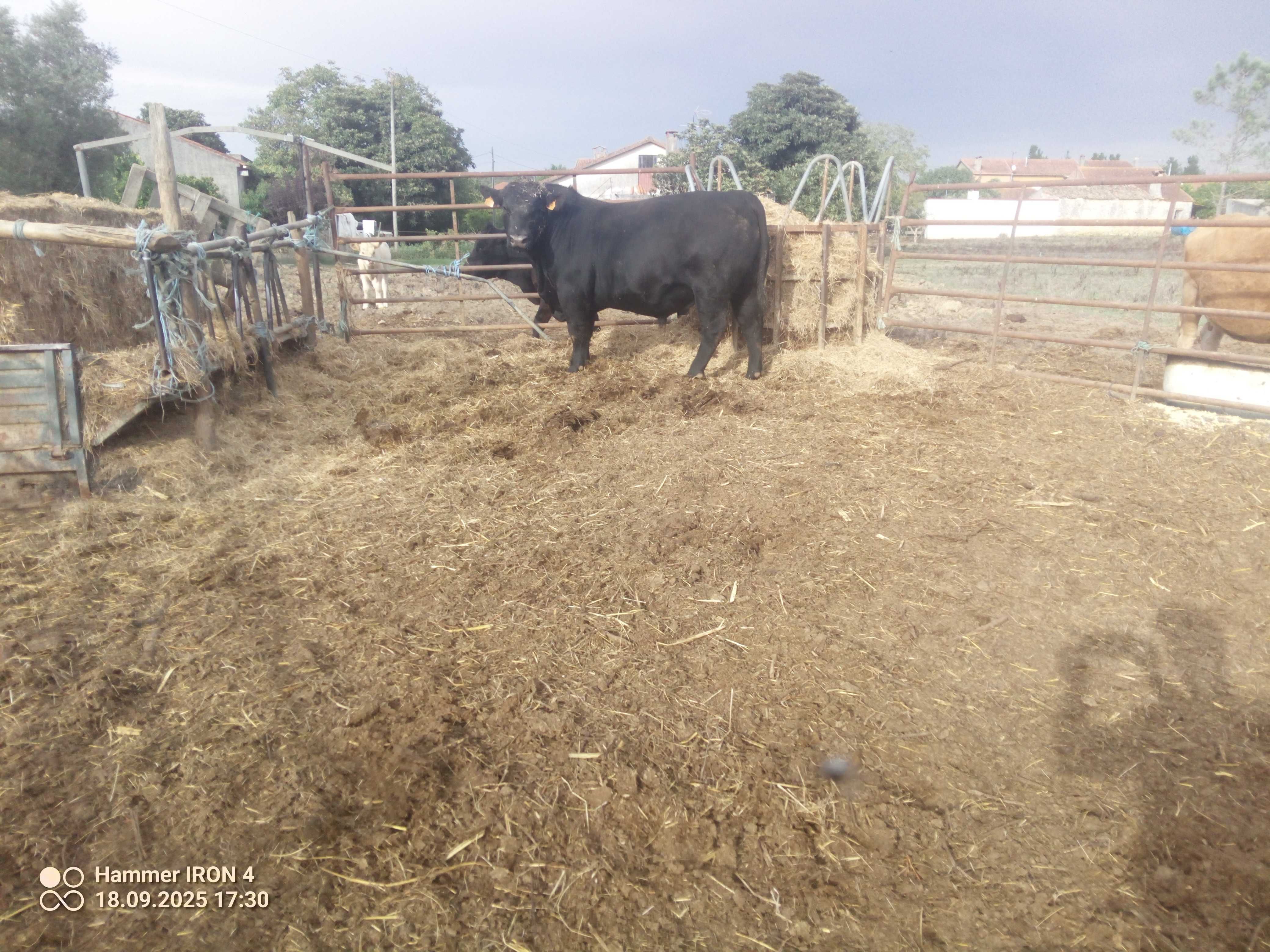 Angus puro inscrito no livro