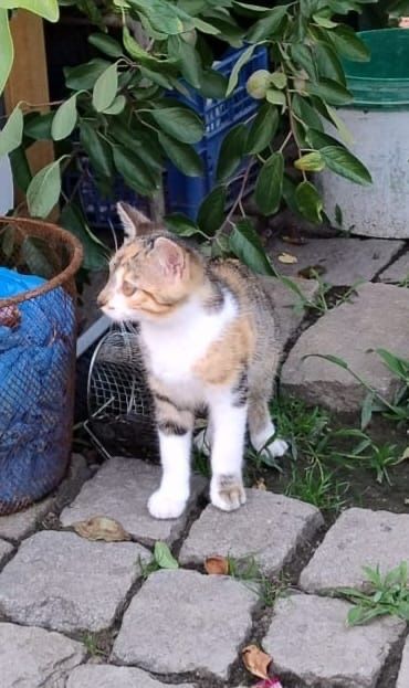 Uratujesz je? Lili i Lola