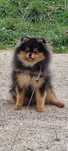 Suczka black&tan ZKwP szpic miniaturowy pomeranian