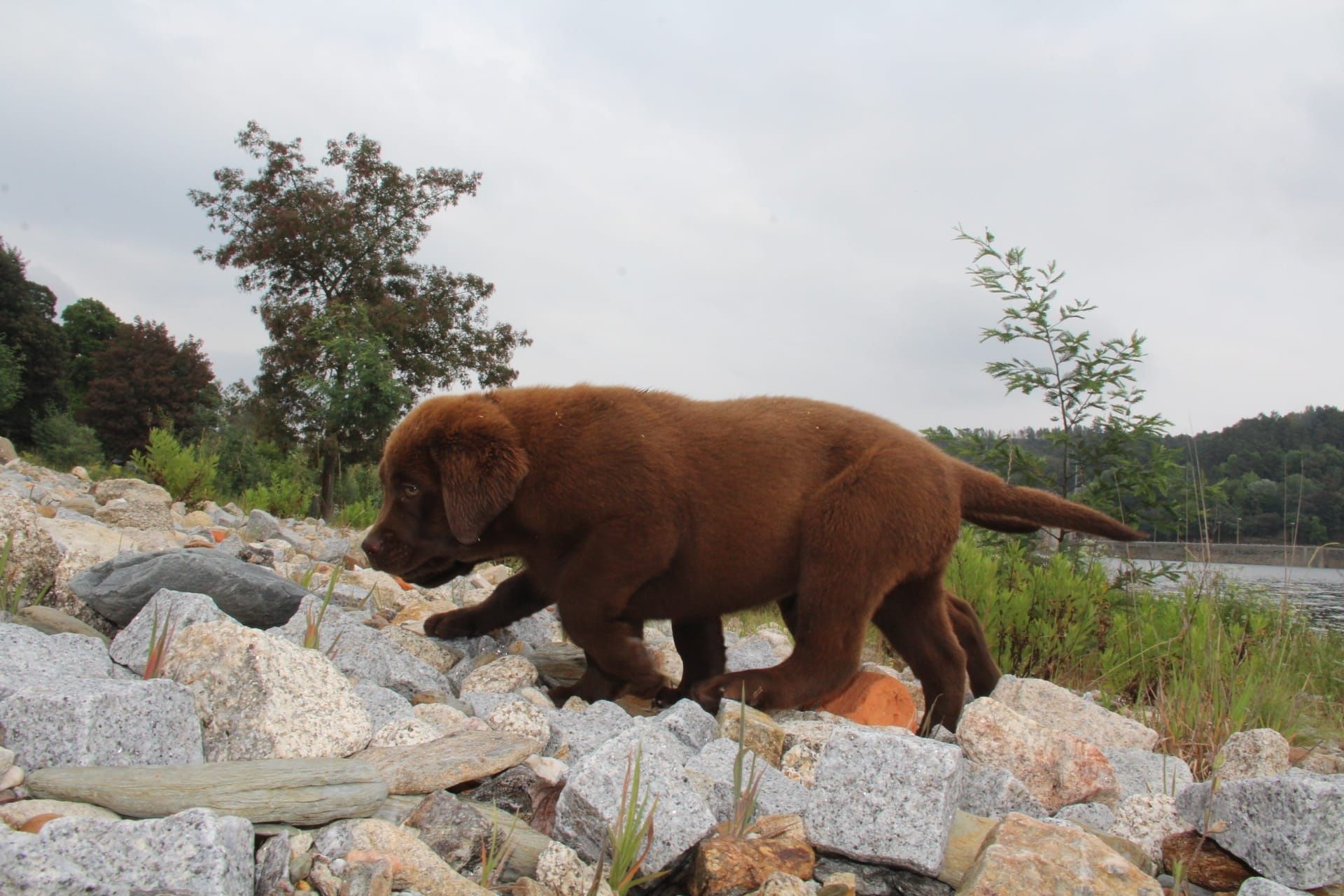 Labrador Retriever com Lop e Afixo