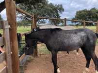 Cavalos lusitanos