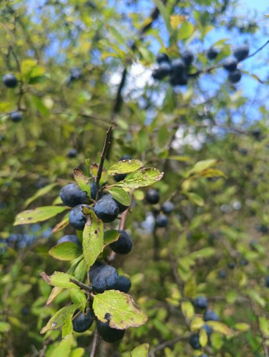 Śliwa tarnina, tarka na nalewkę, wino czy sok