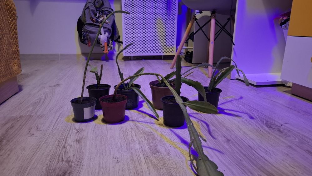 Epiphyllum ackermanii Red Tip