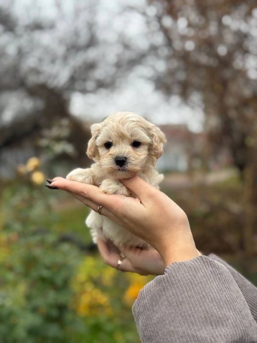 Выбираем друга, мальтипу ф1 мальчики