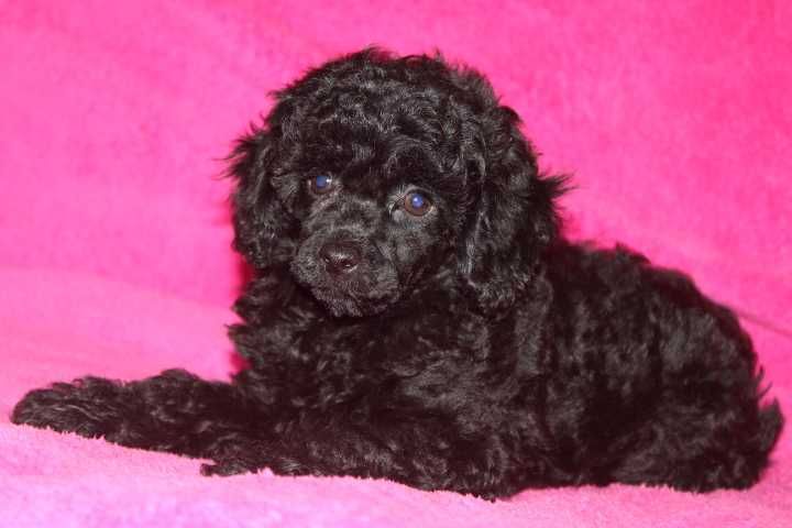 malutki  piesek pudelek toy -miniaturka