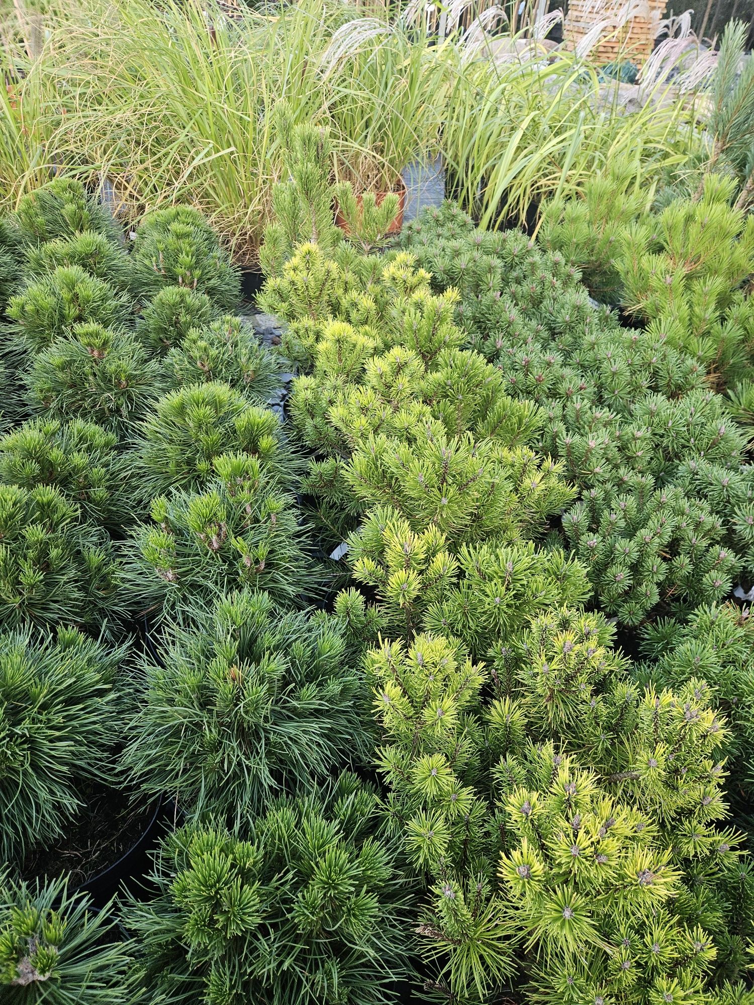 Laurowisnia Nowita 80-90 cm.Etna Elly 3 litry donica