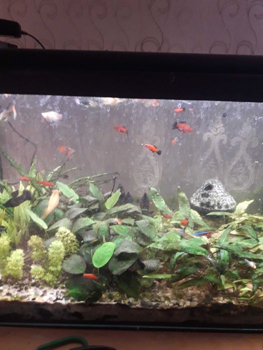 akwarium 120l komplet