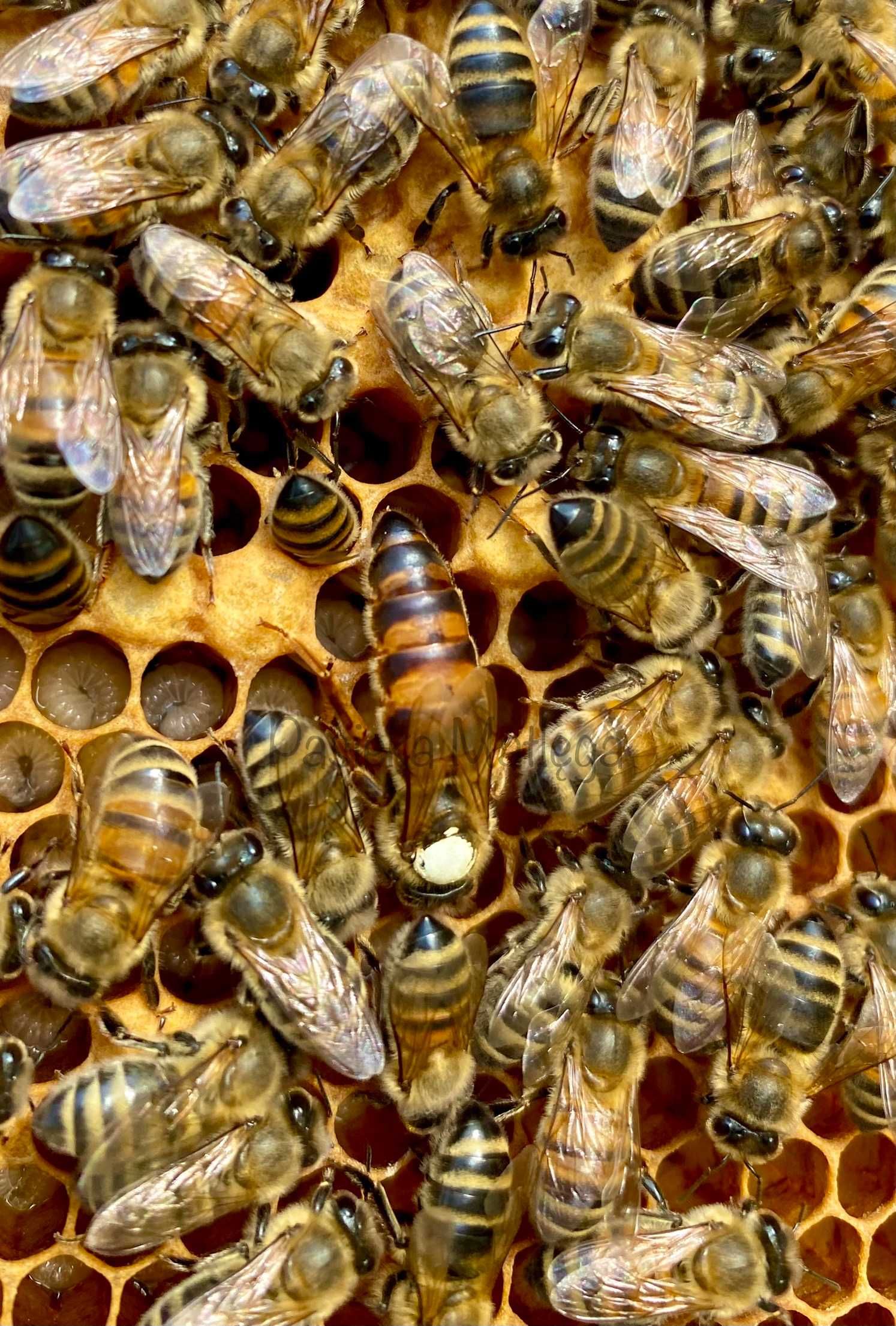 CELLE Matki pszczele krainka unasiennione odkłady wysyłka 2024 r