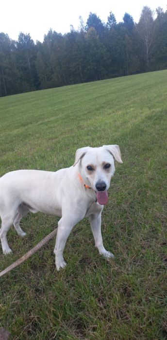 Piorun, 2 letni 18kg, do domu z ogrodem adopcja