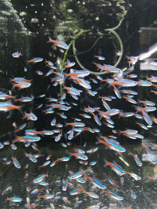 Neon Inesa- Tina Zoo Zabrze