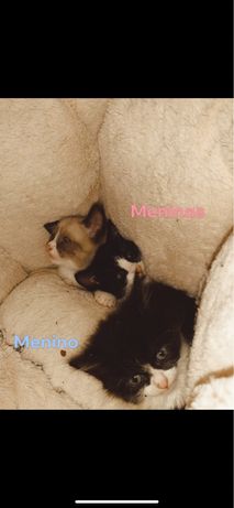 Gatos bebés para adoção