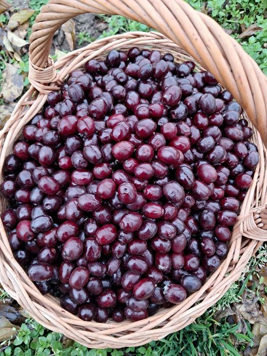 Bez czarny sok 100% naturalny