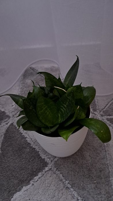 Sanseveria 6 sadzonek