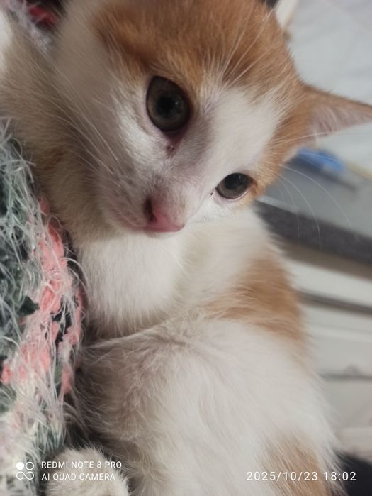 Oddam kotki za darmo