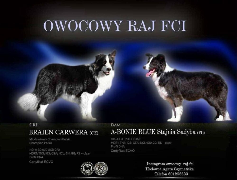 Border Collie ZKwP/ FCI chłopiec