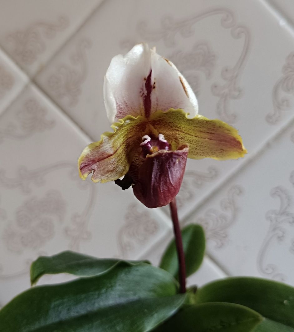 Орхидея пафиопедилум Paph. spicerianum x sib.