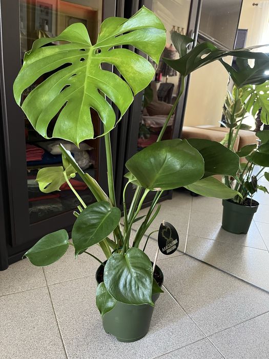 Planta Monstera Magnifique