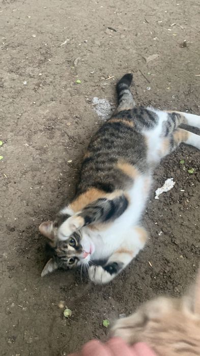 Стерилізована красуня шукає дім