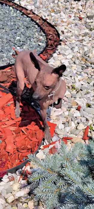 Nagi Pies Meksykański miniaturowy   Riki Xolo Badania DNA