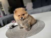 Pomeranian miniaturowy-Otello BOO