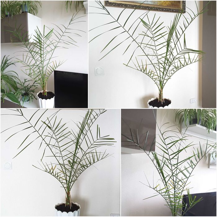 БОЛЬШИЕ - Пальма, Адениум, Гранат на штамбе, Эхинопсис, Хлорофитумы