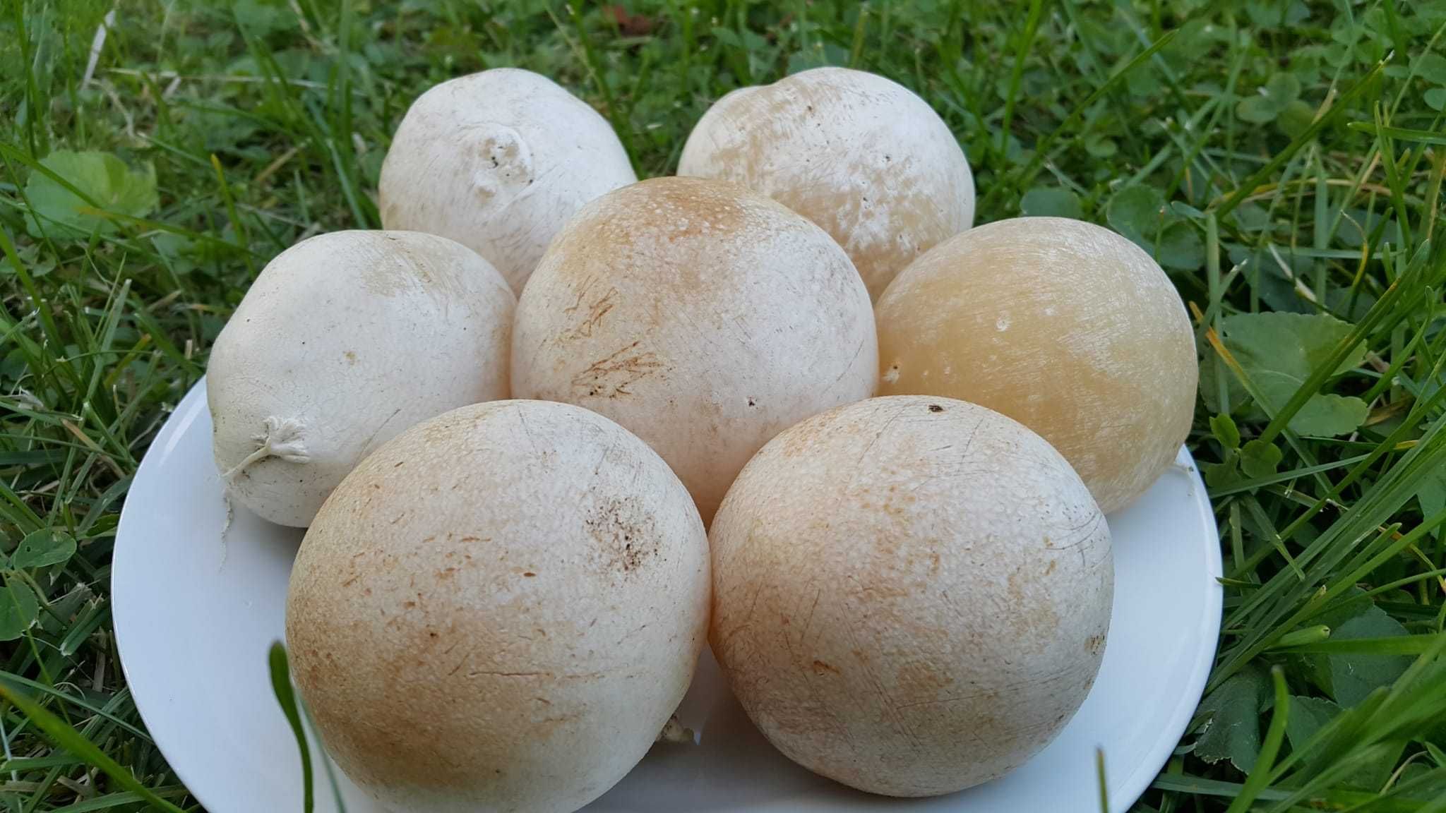 Sromotnik bezwstydny Phallus impudicus L.  smrodliwy jajo