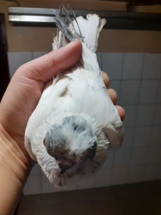 Gołębie Winery Szeki