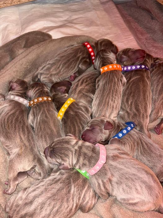 Szczenię wyżła weimarskiego