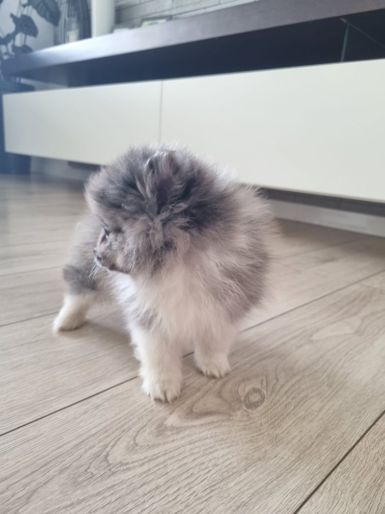 Szpic miniaturowy piesek