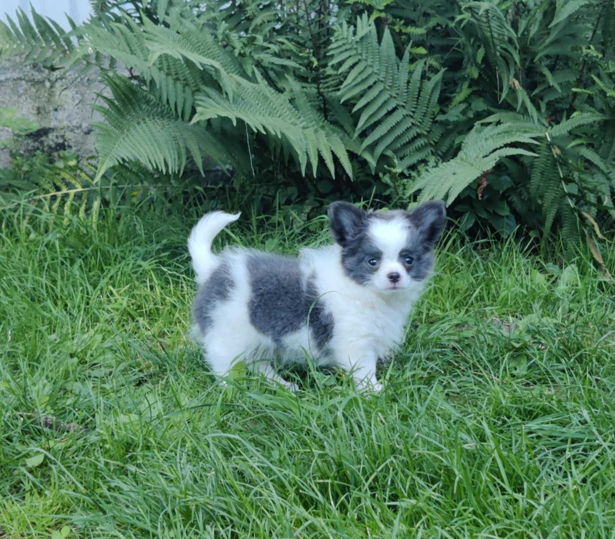 Chihuahua długowłosy szczeniak z rodowodem FCI
