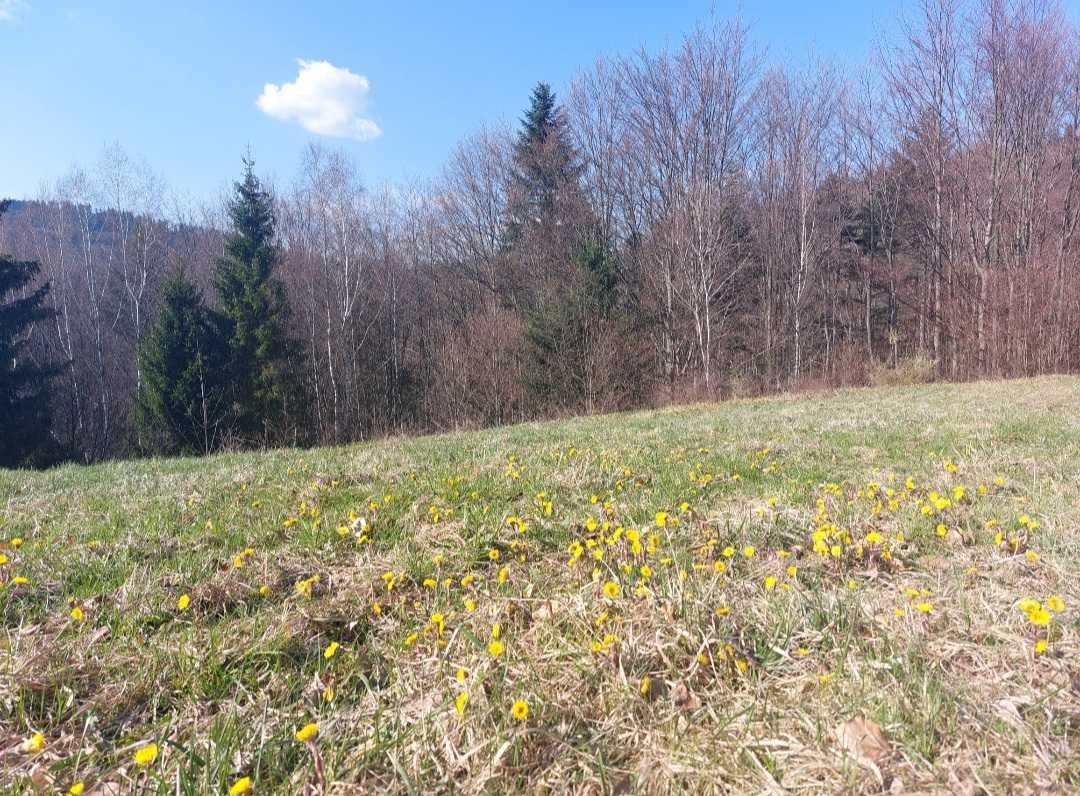 Syrop podbiał z ziołami kaszel, odporność