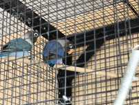 Agapornis Personatas