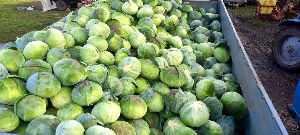 Капуста  Агресор