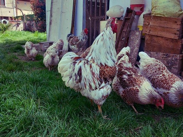 Інкубаційне яйце та курчата.Віандот: срібло, біле золото, помаранчевий