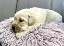 Labrador retriver