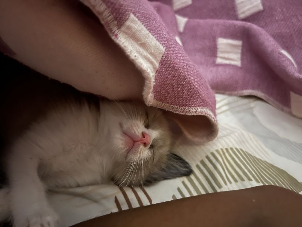 Doar gatos lindo