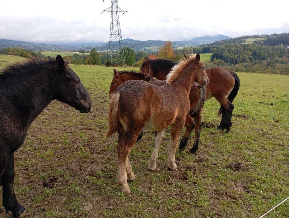 Ogierki zimnokrwiste typ sztum