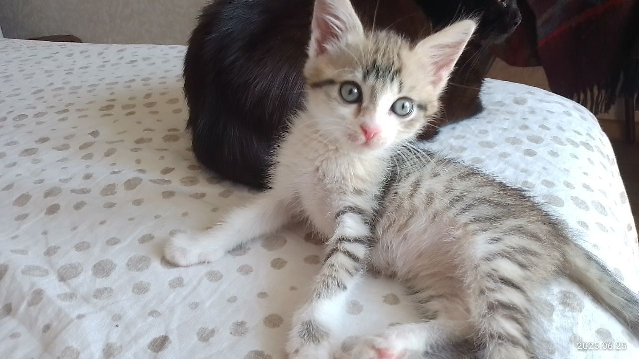 Кошеня в добрі руки